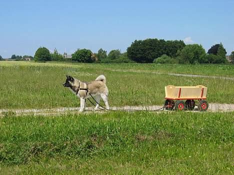 American Akita Hanzo - Lille hund på prærien billede 3