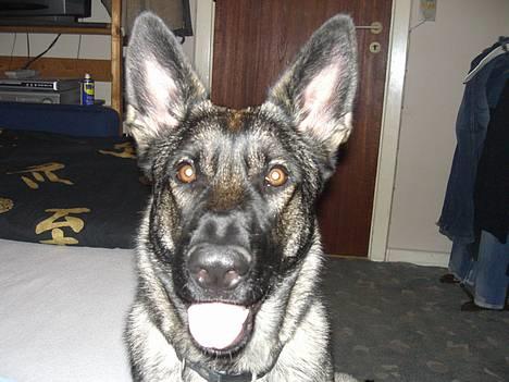 Schæferhund Afrah - Er blevet 1 år nu billede 1