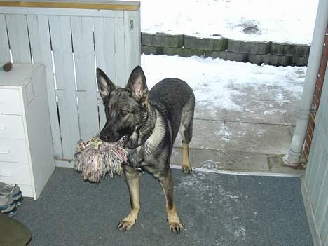 Schæferhund Afrah - Med mit bedste legetøj..... billede 2