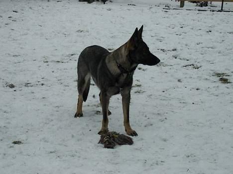 Schæferhund Afrah - Jeg er flot ik?!! billede 3
