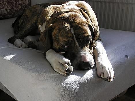 Fila brasileiro Fernando Mastiff billede 1