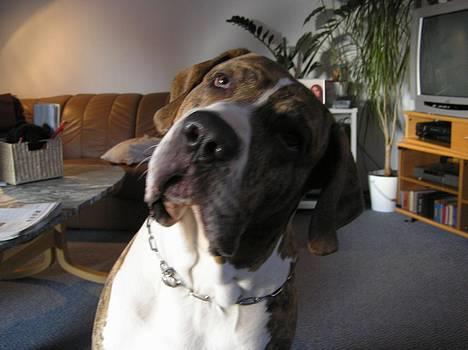 Fila brasileiro Fernando Mastiff billede 2