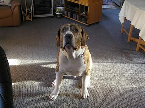 Fila brasileiro Fernando Mastiff billede 3