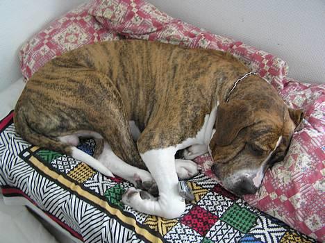 Fila brasileiro Fernando Mastiff - Min mob ved hans højre forben billede 4