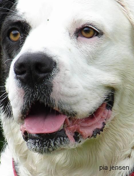 Blanding af racer Emma* himmelhund* - Kom lige lidt tættere på.............jeps.....vidste det.........det er en bums du har på hagen mor ;o) billede 11