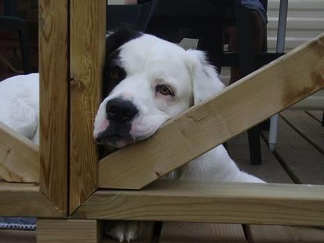 Blanding af racer Emma* himmelhund* - Øv....min mor siger jeg skal blive her......tyskerens hund kan ikke lide mig (På ferie i Holland juli 06) *Nyt 11/8* billede 12