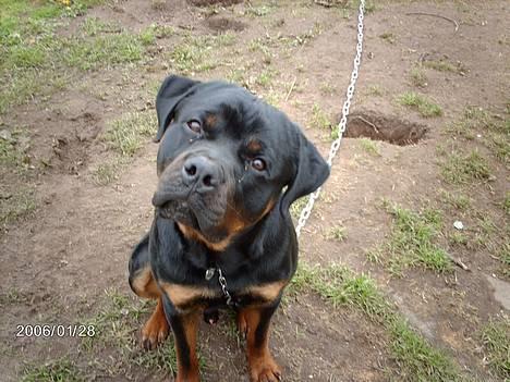 Rottweiler Asterix billede 3