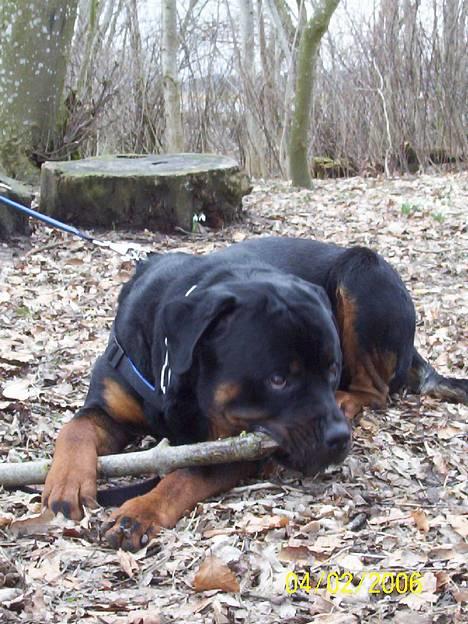 Rottweiler Asterix billede 4