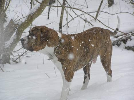 Fila brasileiro Fernando Mastiff billede 5