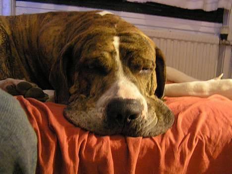 Fila brasileiro Fernando Mastiff billede 6