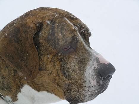 Fila brasileiro Fernando Mastiff billede 7