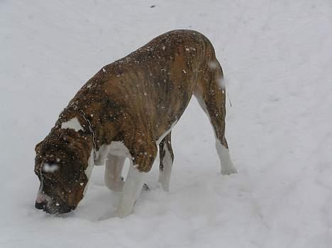 Fila brasileiro Fernando Mastiff billede 8