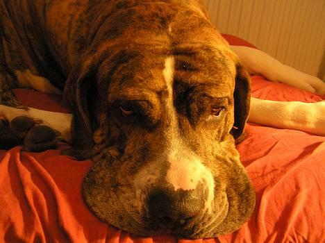 Fila brasileiro Fernando Mastiff billede 9