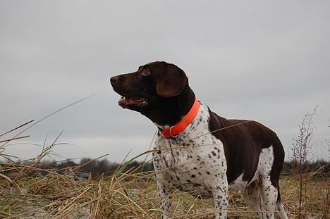 Gammel dansk hønsehund Mille - Tur til stranden ved Hou 2. juledag billede 19