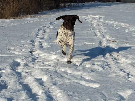 Gammel dansk hønsehund Mille - Her kommer jeg... Mille the flying dog! billede 20