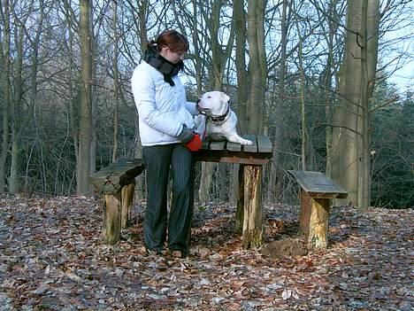 Amerikansk bulldog Miss sophy billede 16