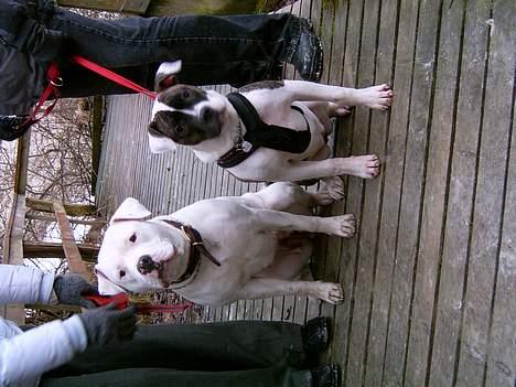 Amerikansk bulldog Miss sophy billede 17