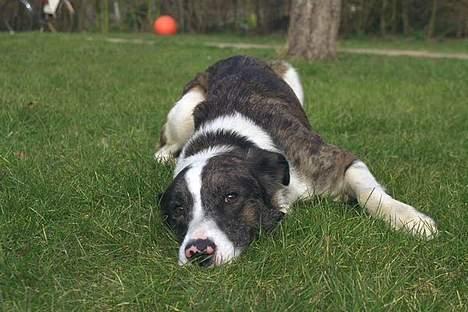 Blanding af racer Don - Doni billede 7