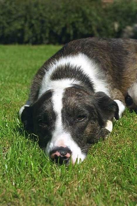 Blanding af racer Don - don slapper af billede 8