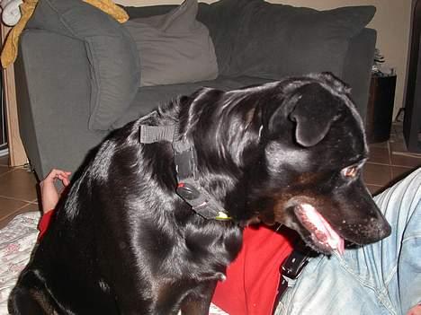 Blanding af racer Trunte - Trunte har fået øje på noget - hvad ved vi ikke!!! billede 1