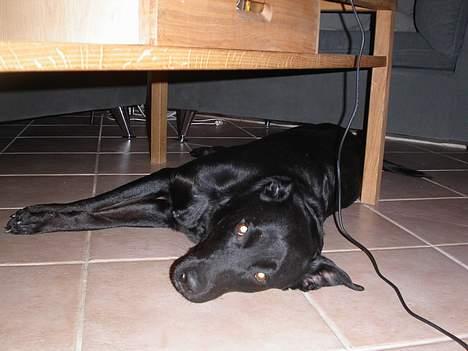 Blanding af racer Trunte - Trunte ligger og nyder eftermiddagen!!! billede 2