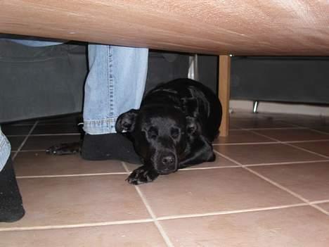 Blanding af racer Trunte - Trunte ligger og putter op af sin far billede 3