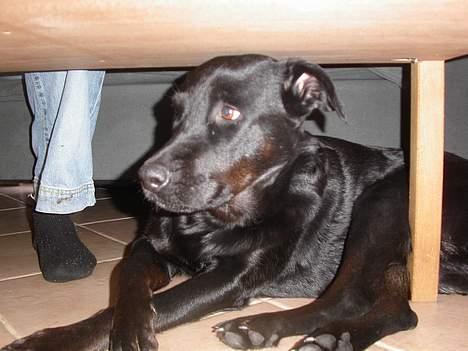 Blanding af racer Trunte billede 4