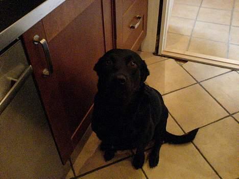 Blanding af racer Trunte - Trunte håber der falder noget lækkert af - hvis hun nu sidder pænt ude i køkkenet billede 5