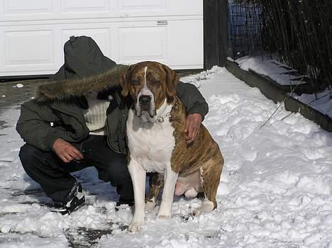 Fila brasileiro Fernando Mastiff billede 10