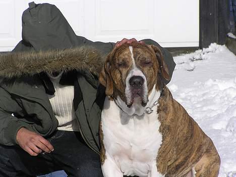 Fila brasileiro Fernando Mastiff billede 11