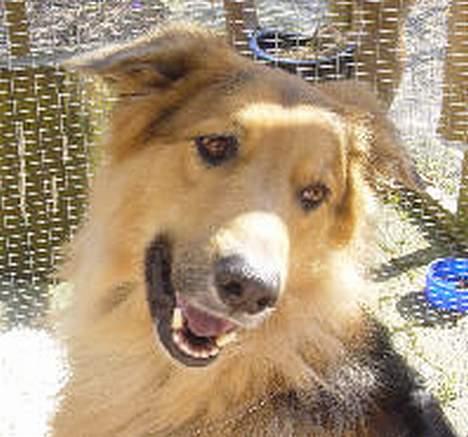 Blanding af racer Kalvin - Dedtte er så min charepositur og jeg håber da bare at den virker bare en smule også på Jer og hvis ikke ja så er det da bare ægeligt for jeg ved at jeg er bare sådan lidt kær : D billede 14