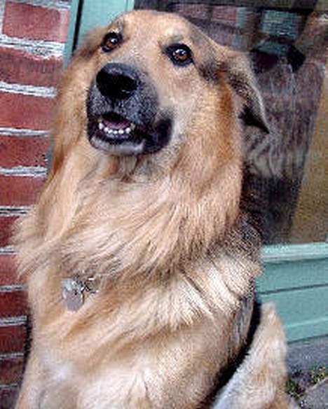 Blanding af racer Kalvin - Men jeg at langt fra højrø... selv om jeg kan se sådan ud men folk der kender mig ved bedre for jeg er bare så farlig at jeg kan slikke folk ihjel det siger min menneske mor selv så det må da passe ik´ også ? billede 15