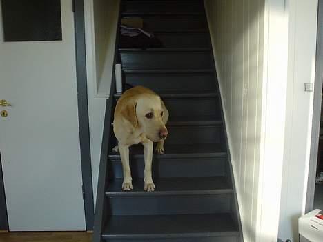 Labrador retriever Zazu - Hvem er det som kommer der? <3<3<3 billede 9