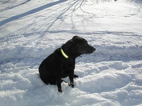 Blanding af racer Trunte - Det er lidt hård og løbe fra de små, så holder lige en pause - skønt (d. 5 marts ´06) billede 6