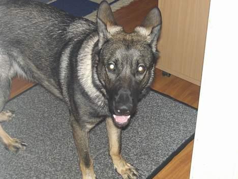Schæferhund Afrah - kan du se jeg vil lege??? billede 5