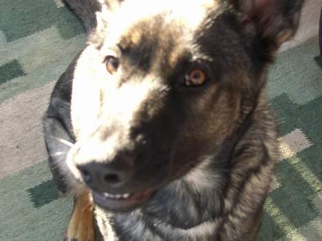 Schæferhund Afrah - Grr......  billede 6