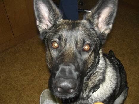 Schæferhund Afrah billede 7