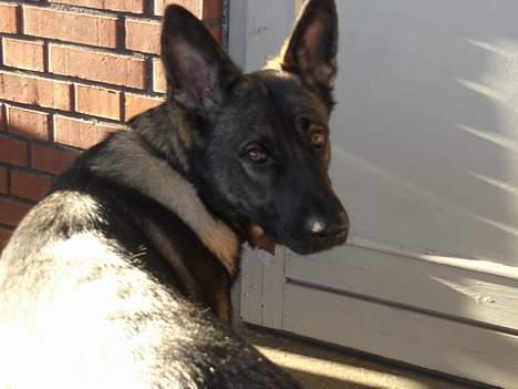 Schæferhund Afrah - Øv hun fik mig... Ville ellers ikke fotograferes.. billede 8