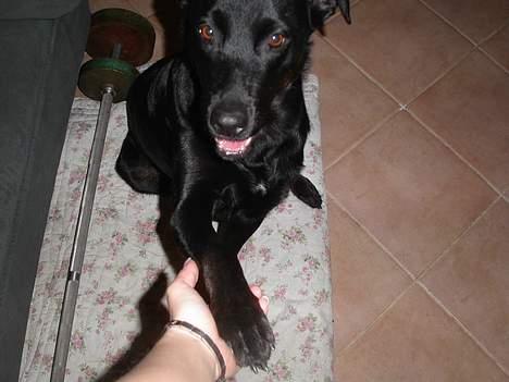 Blanding af racer Trunte - Trunte gir´ pote til sin mor - først med højre billede 7