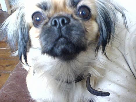 Pekingeser Chu Pow - se mig er jeg ikke bare utrolig Kær `? =) billede 9