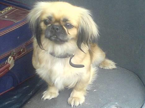 Pekingeser Chu Pow - Jeg ville gerne med på ferie, hehe :D <3 billede 10