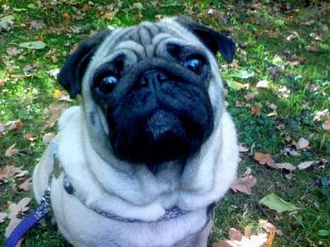 Mops Magda *RIP*  - Magda  billede 1