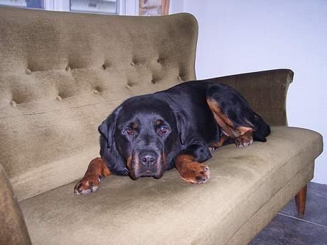Rottweiler cita billede 1