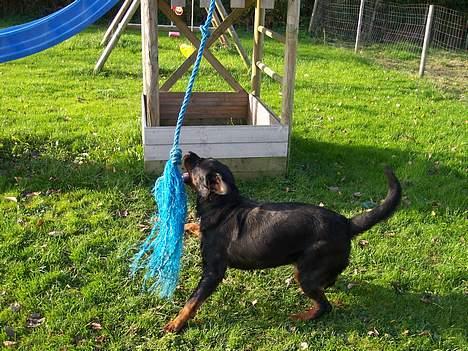 Rottweiler cita billede 2