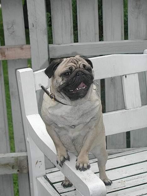 Mops Magda *RIP*  billede 2