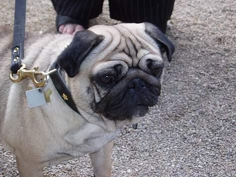 Mops Magda *RIP*  billede 3