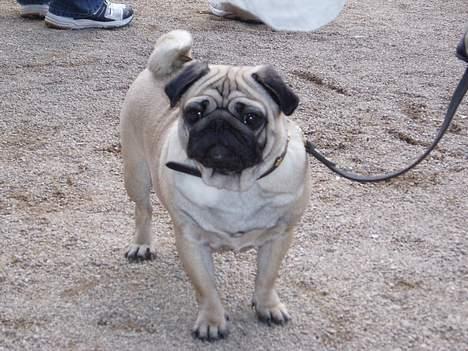 Mops Magda *RIP*  billede 4