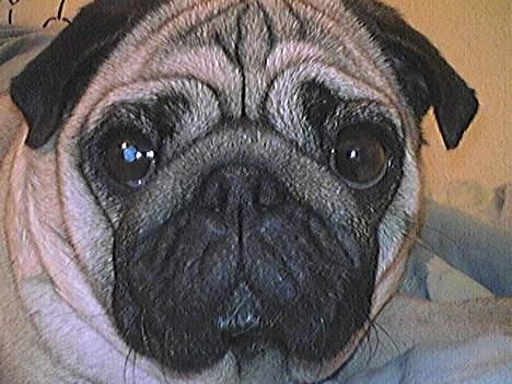 Mops Magda *RIP*  billede 5