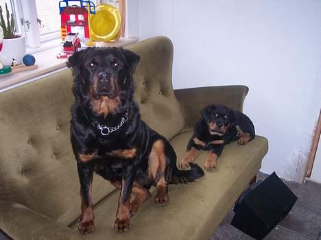 Rottweiler cita billede 3