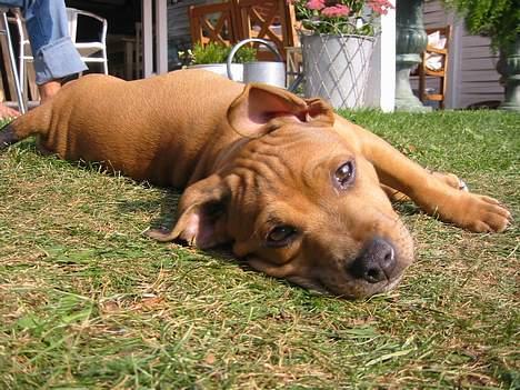 Staffordshire bull terrier Miclo billede 1
